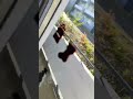 frelons asiatiques qui est sur le point de faire un nid sur notre balcon
