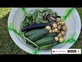 Desi vegetables growing in the UK soil | Harvesting Bangladeshi vegetables in the UK Garden #2024