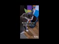 Funny Cat Videos Compilation😹Funny Cat Videos Try Not To Laugh😺 Funniest Cat Videos in The World #83