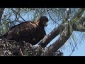 Madera County Golden Eagles