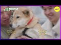 [MY LITTLE OLD BOY] Jindos only obey their owner. But Sundeok obeys just about anyone🐕‍🦺(ENGSUB)