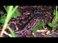 Leopard slug in the garden (they eat other slugs- they are a gardeners friend).