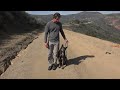 How to Use a PRONG COLLAR - part 2 - Balanced Dog Training - Robert Cabral
