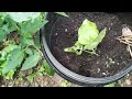 জুলাই মাসে আবার ও লাউ গাছ রোপন করলাম//How to grow Bangladeshi bottle gourd plants Shoker Bagan UK