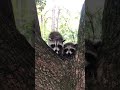 Baby Raccoons