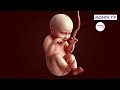 Pregnancy: A Month-By-Month Guide | 3D Animation