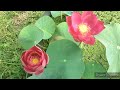 New Lotus Blooms Quickie. #lotusgarden