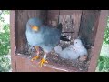 June.26.2024 l Red-footed Falcon Nest Cam (Polgár, Hungary) -Mother birds brings food to feed babies