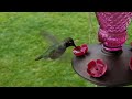 Anna's Hummingbird   SD 480p