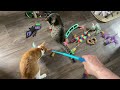 Cat and Kitten Crew's Special Breakfast and Playtime Adventure