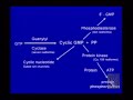 Discovery of the Nitric Oxide and Cyclic GMP System