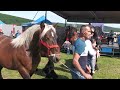 Parada cailor Gilău - Cluj 25 Mai 2024