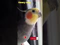 Monty The Naughty Cockatiel's weekly moments. ❤️❤️part 57❤️❤️. #viral #monty