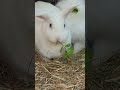 Mallow and Silkie Chimkins re-enact Lady and the Tramp