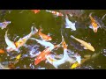 Koi Fish Pond & Ambient Nature Sounds of Relaxation