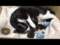 Safely delivered! Himawari is a mom of five kittens!!