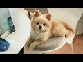 Best Relaxing Music For Dogs: Best Anti-Anxiety & Prevent Boredom with Music for Dogs