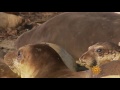 Nature: Seals at San Simeon