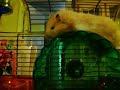 Peaches the Hamster