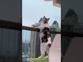 Funny animals - Funny cats / dogs - Funny animal videos 56