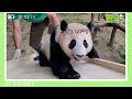 [전지적 할부지 시점] ep.131 편집바오가 열심히 찾아온 바오가족 레전드 짤 모음.zip🐼│Panda World