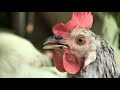 portrait the hen looks at the camera and breathes heavily from the heat enable audio tra