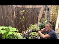New Perennials In The Shade Garden 🌹 || Bare Root Astilbe & Bleeding Heart || Lamium & Pulmonaria