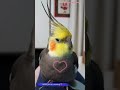 Monty The Naughty Cockatiel's weekly moments. ❤️❤️part 65❤️❤️ #monty #viral