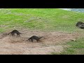Otter vs Monitor Lizards