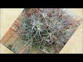 Tillandsia (Air Plants) Collection and Information