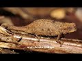 Brookesia nana: World's Smallest Chameleon | Animal Facts | Episode 33
