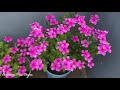 Beautiful blooming flowers || समायना बाफुनाय बिबारफोर || मा मा बिबार