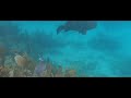 Looe Key Reef, Florida Keys scuba dive, June 21