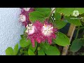 Krishna Kamal plant care in tamil/passionflower plant care