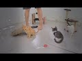 Cute and Funny Pet Moments Caught on Camera 🤣 Funny Cats Videos 2024 🐱