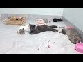Try Not To Laugh Cats And Dogs Videos😙🐶New Funny Animals Video 2024