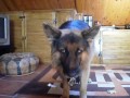 Bosco, the lovely german shepherd, plays with car. Pastor aleman juega con su coche