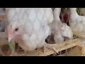 Doubtful? Watch Ernest's Water Leaf Broiler Experiment: Water leaf for Chicken Feed