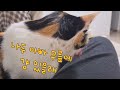 고양이 칫솔질하기 #양치질 #고양이치석 #구내염