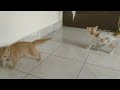 Best Ever Cute Cat Funny Video 2023 #2 try not to laugh 🤣