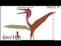 Pterosaur size comparison|Stick nodes