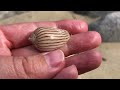 Finding Seashells in Tide Pools | Shuttle Shell & Giant Hairy Triton #shelling #shell