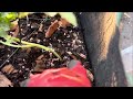 Pill Bugs Eating My Plants | How To Get Rid Of Pill Bugs #carportgardening #garden