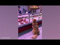 These Funniest Golden Retrievers will have you in Stitches! 🤣 Funny dog videos 2024