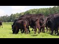 Poplar Ridge Purebred Black Angus Cow Calf Pairs