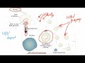 Viral Genetics for the USMLE Step 1