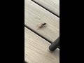 Spider Wasp dragging spider