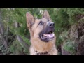Twenty Dogs | Dog Video for Kids FULL VIDEO | 20 Dogs
