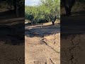 BOBCAT stalks DEER in Arizona- PART 2