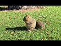 The Fattest Squirrel Ever!